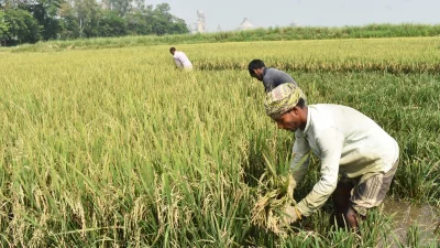 ধান কাটায় ব্যস্ত সময় পার করেছেন হাওয়ারের কৃষকরা। ছবি: ইত্তেফাক