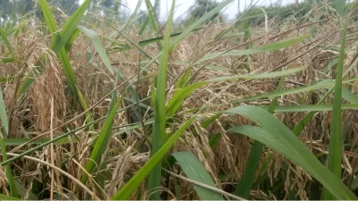 গাইবান্ধায় ভাইরাসে আক্রান্ত বোরো ধান
