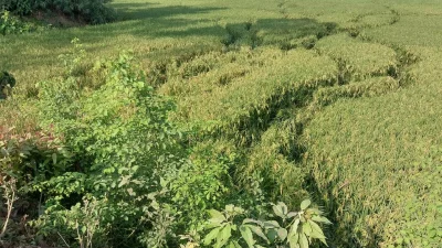 কুড়িগ্রামের রৌমারী সীমান্তে ভারতীয় বন্যহাতির তাণ্ডব। ছবি: ইত্তেফাক  