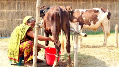 দুধ সংগ্রহ কাজে ব্যস্ত পারভীন বেগম। ছবি: ইত্তেফাক