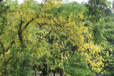 Uzbekiston chonadonida bulgan seks soat Ogil va onam porno