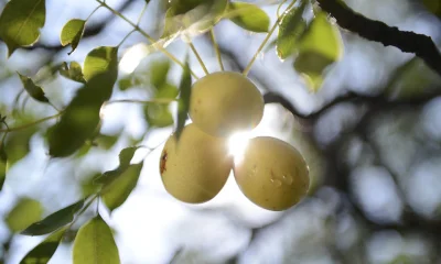 এই ফল থেকে তৈরি হয় মেরুলা অয়েল