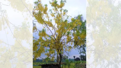 সোনালু ফুলের সৌন্দর্যে সবাইকে মুগ্ধ করে। ছবি: ইত্তেফাক  
