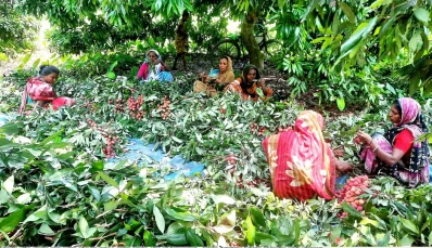 লিচু গোছানোর কাজ করছেন নারী শ্রমিকরা। ছবি: ইত্তেফাক