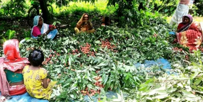 লিচু গোছানোর কাজ করছেন নারী শ্রমিকরা। ছবি: ইত্তেফাক
