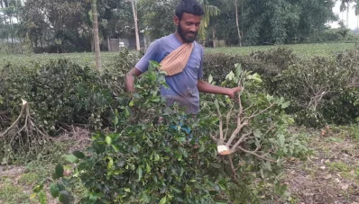 চা বাগান কেটে ফেলছেন চাষিরা। ছবি: ইত্তেফাক