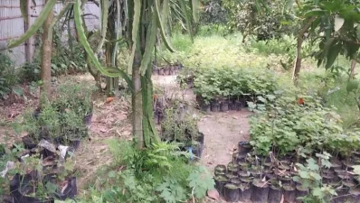আঙ্গুর খেতে বীজতলা ও চারা। ছবি: ইত্তেফাক