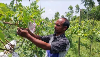 আঙ্গুরের যত্ন নিচ্ছেন চাষি হাসেম আলী। ছবি: ইত্তেফাক