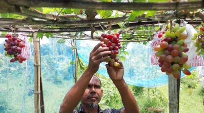 নিজের আঙ্গুর খেতে চাষি হাসেম আলী। ছবি: ইত্তেফাক