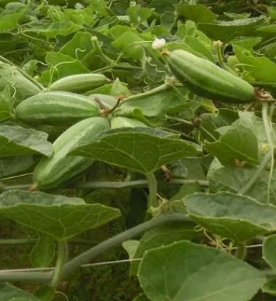 ছবি: ইত্তেফাক