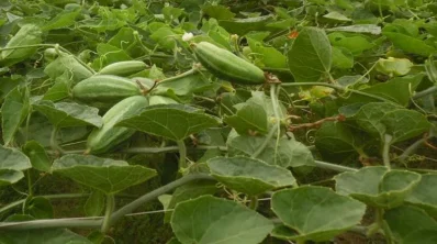 ছবি: ইত্তেফাক
