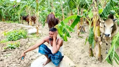 খামারি ও ব্যবসায়ীরা এ সময় তীরে বসে আহাজারি করছিলেন