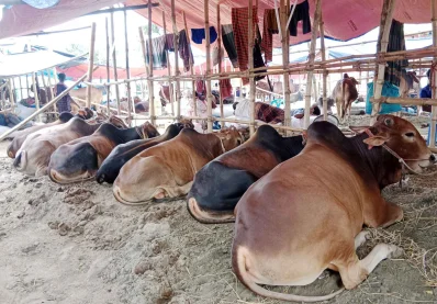 আমুলিয়া মডেল টাউন হাট। ছবি: ফোকাস বাংলা