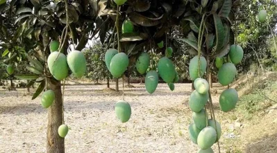 চাঁপাইনবাবগঞ্জের ল্যাংড়া আম। ছবি: ইত্তেফাক