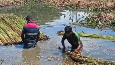 পানি না থাকায় অল্প পানিতে পাট জাগ দিতে হচ্ছে। ছবি: ইত্তেফাক 
