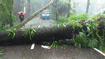 কাউখালী-পিরোজপুর-বরিশাল আঞ্চলিক মহাসড়কে গাছ উপড়ে সড়কে পড়লে ২ ঘণ্টা যান চলাচল বন্ধ থাকে। ছবি: ইত্তেফাক  