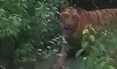 ছবি ভিডিও থেকে