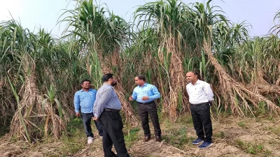 কর্মকর্তাদের উপস্থিতিতে চিনিকলের জন্য আখ সংগ্রহের প্রস্তুতি। ছবি: ইত্তেফাক 
