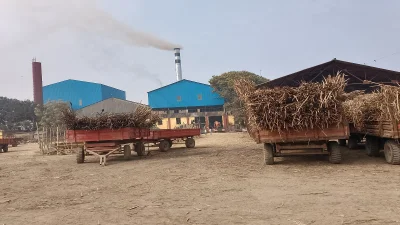 কৃষকদের কাছ থেকে আখ নিয়ে মিলে সামনে প্রস্তুপ করে রাখা হয়েছে। ছবি: ইত্তেফাক  