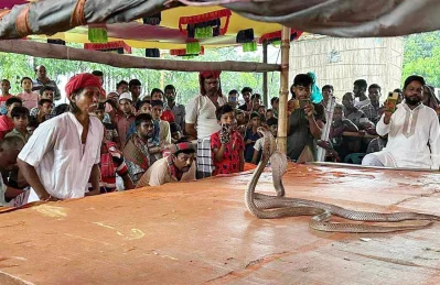 ভেড়ামায় হয়ে গেলো ঐতিহ্যবাসী সাপের খেলা। ছবি: ইত্তেফাক 