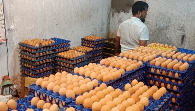 ডিমের বাজার। ছবি: ফোকাস বাংলা