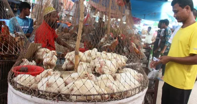 মুরগির বাজার। ছবি: ফোকাস বাংলা