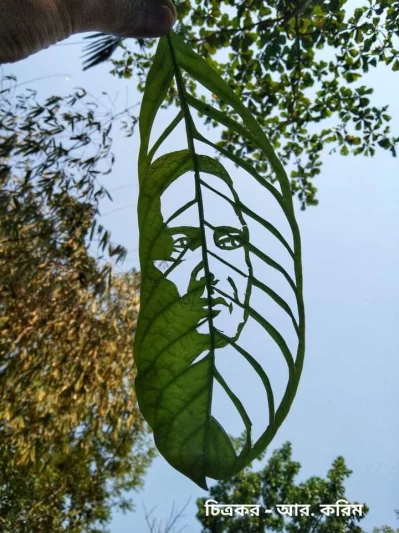 আর করিমের পাতাকর্মে কবি হেলাল হাফিজ। ছবি: ফেসবুকে থেকে নেওয়া