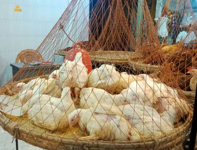মুরগীর বাজার। ছবি: ফোকাস বাংলা