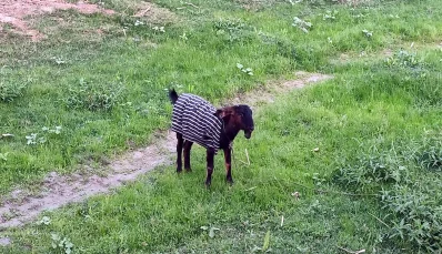 শীতে জুবুথুবু গৃহপালিত পশু