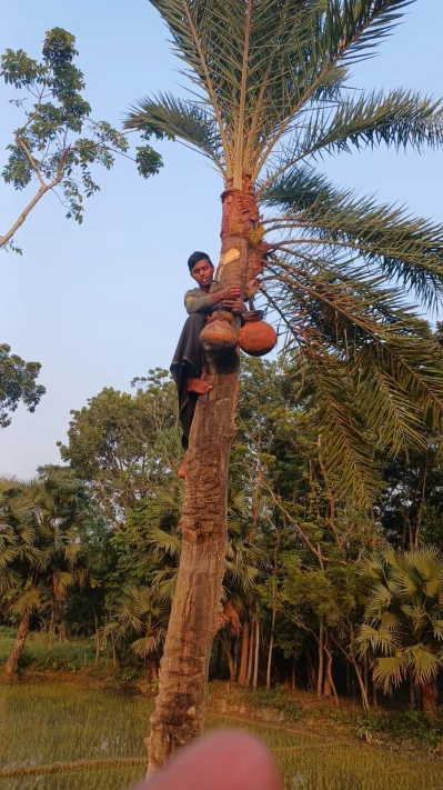 রাজশাহীতে খেজুরের কাঁচা রস বিক্রিতে নিষেধাজ্ঞা