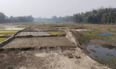 নদীর মাঝে ফসল চাষ। ছবি: ইত্তেফাক