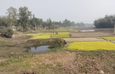 নদীর মাঝে ফসল চাষ। ছবি: ইত্তেফাক