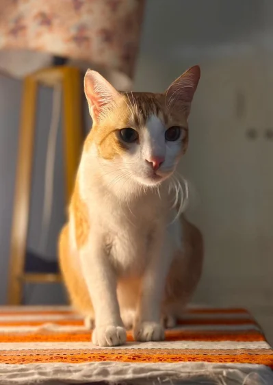 হারিয়ে যাওয়া বিড়াল পুম্বা