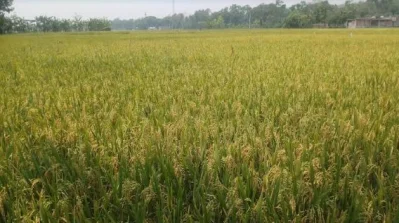 ছবি: আশরাফ-উজ-জামান খান