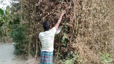 বাঁশফুল সংগ্রহ করছেন সঞ্জু রায়। ছবি: ইত্তেফাক