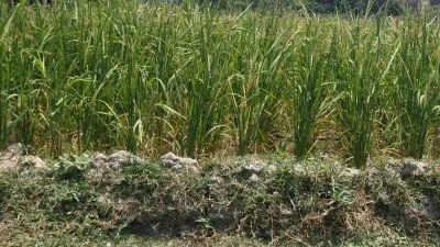 সেচ বন্ধে বোরো ধানক্ষেত ফেটে চৌচির, ধানের শীষে চিটা 