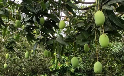 ফাইল ছবি: সংগৃহীত