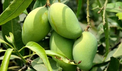 ছবি: আজহার উদ্দিন