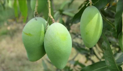 ছবি: আজহার উদ্দিন
