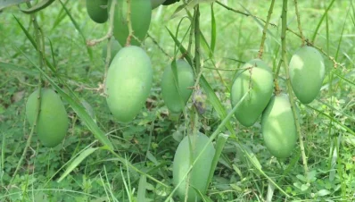 ছবি: আজহার উদ্দিন