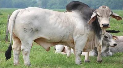 ব্রাহমা জাতের গরু