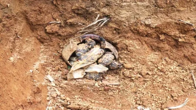 উদ্ধার করা গ্রেনেডগুলো। ছবি: সংগৃহীত