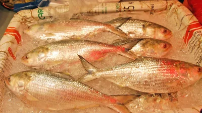 ছবি: ফোকাস বাংলা