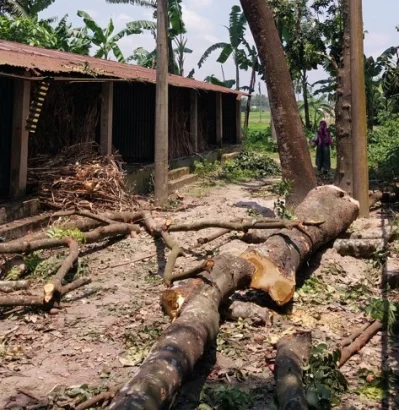 আবাসনের বাসিন্দারা উদ্ধার করেন গাছটি। ছবি: ইত্তেফাক 