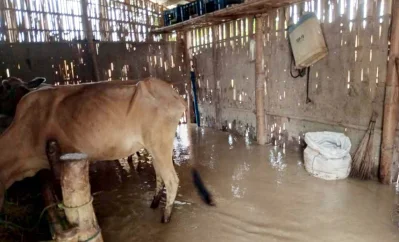 কমলগঞ্জের আদমপুর ইউনিয়ানে তলিয়ে যাওয়া গবাদি পশুর ঘর। ছবি: ইত্তেফাক 