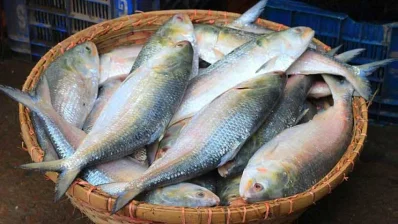 ইলিশ