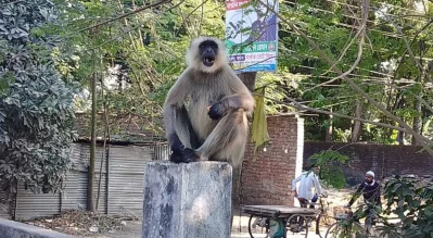 অযথা বিরক্ত করলে ভেংচি কেটে ও হুংকার দিয়ে ভয় দেখাচ্ছে মানুষকে। ছবি: ইত্তেফাক 