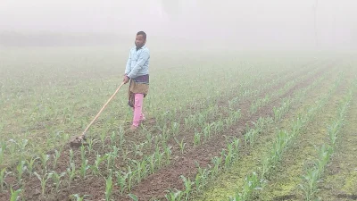 মাঠে নিড়ানির কাজ করছেন এক কৃষক। ছবি: ইত্তেফাক