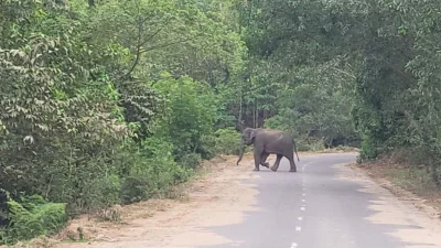 গত মঙ্গলবার দিনদুপুরে গারো পাহাড় সংলগ্ন সড়কে অবস্থান নেয় হাতি। ছবি: ইত্তেফাক