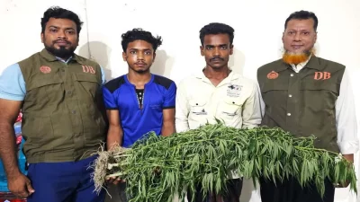 ভুট্টা ক্ষেতে গাঁজা চাষের অভিযোগে আটক দুজন। ছবি: সংগৃহীত